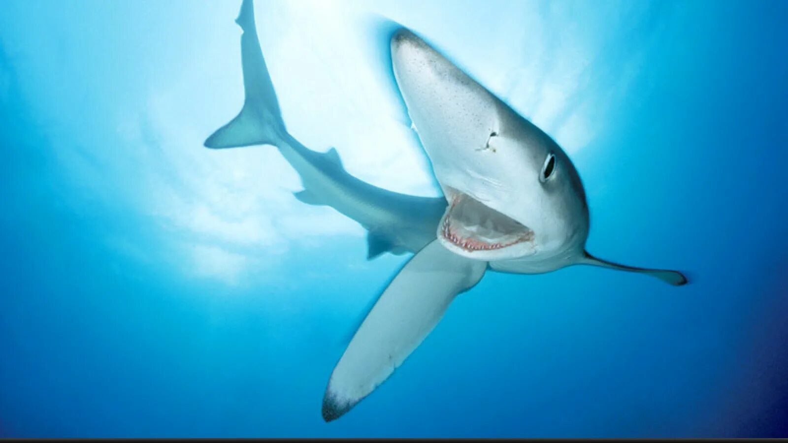 Sharks blues. средиземноморская голубая акула. акула бык. голубая акула (синяя акула). Sharks blues.