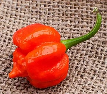 M pepper