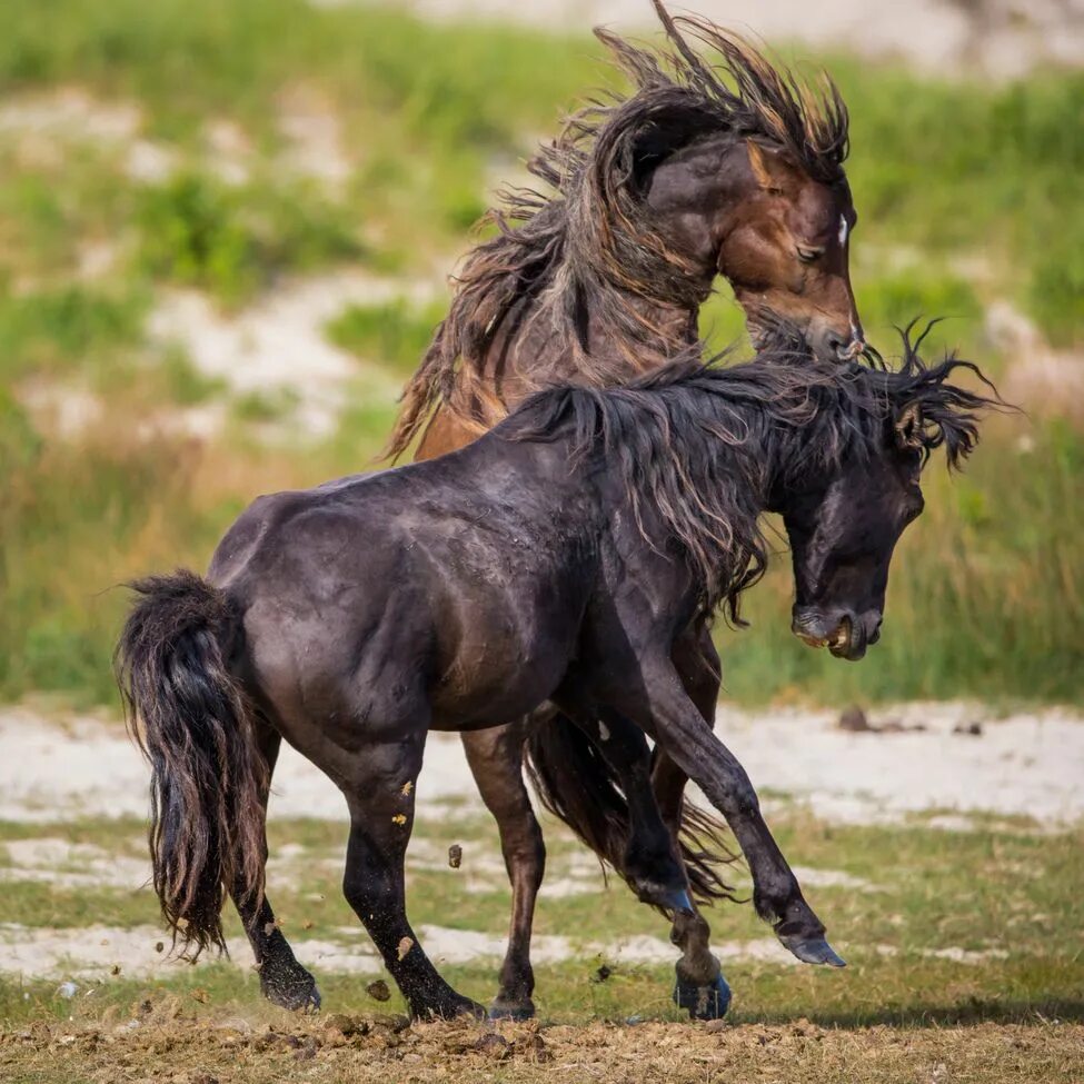 Wild horse islands the hunt. Остров Сейбл лошади. Пони острова Сейбл. Остров Сейбл Канада лошади. Дикие кони.