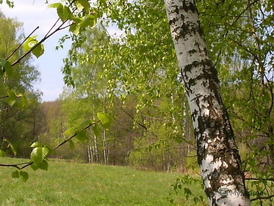 береза обыкновенная (betula alba). березы без слов. обои березовая роща. стих про березу. береза жакмана.