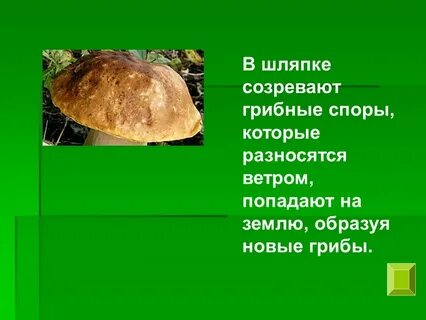 Царство грибы презентация 3 класс окружающий