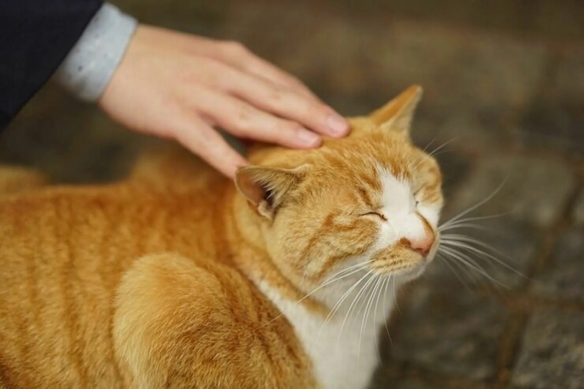 Ласково погладил. Гладить кошку. Рыжий кот. Кошка гадит. Кот гладит кота.