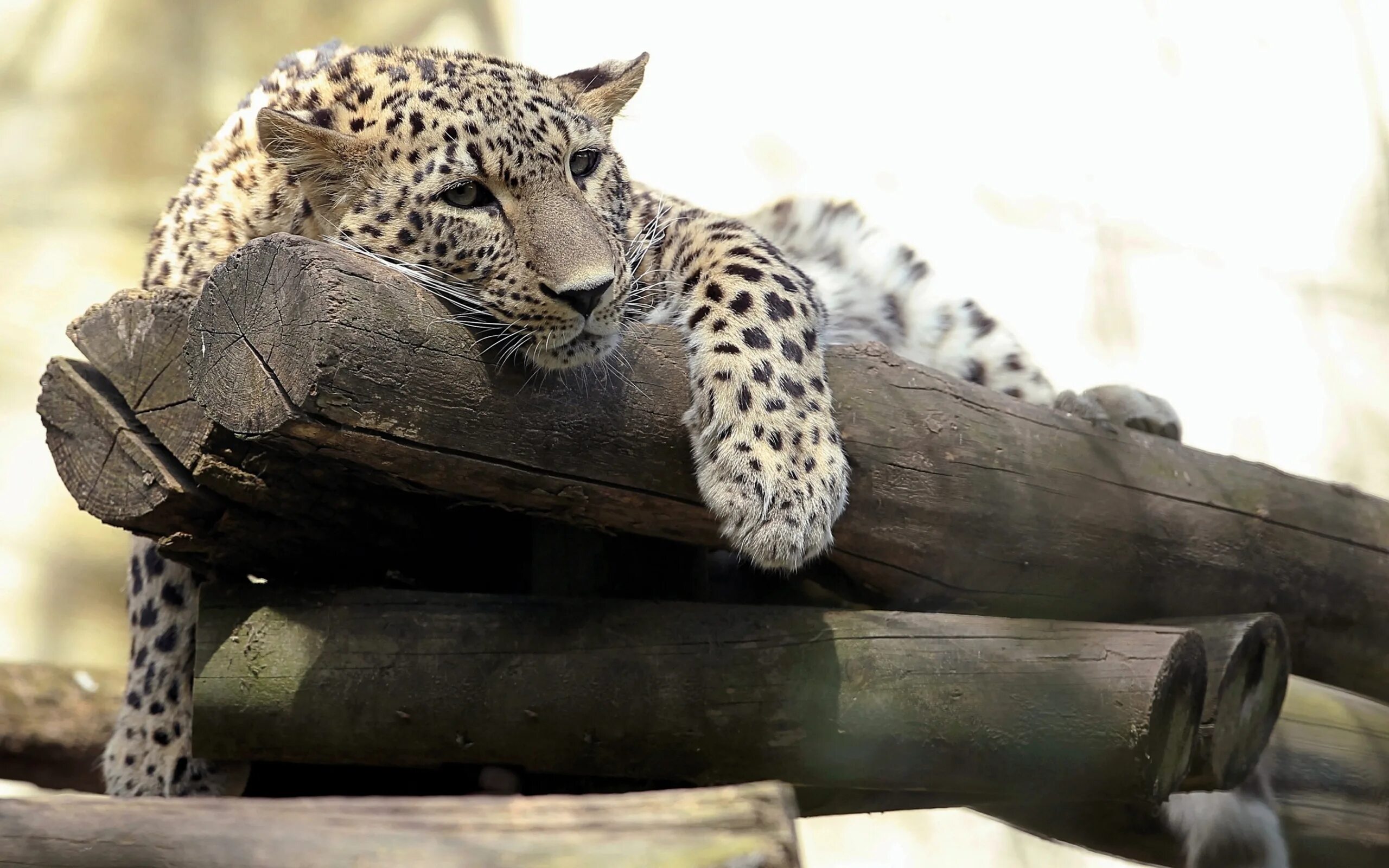 Animals rest
