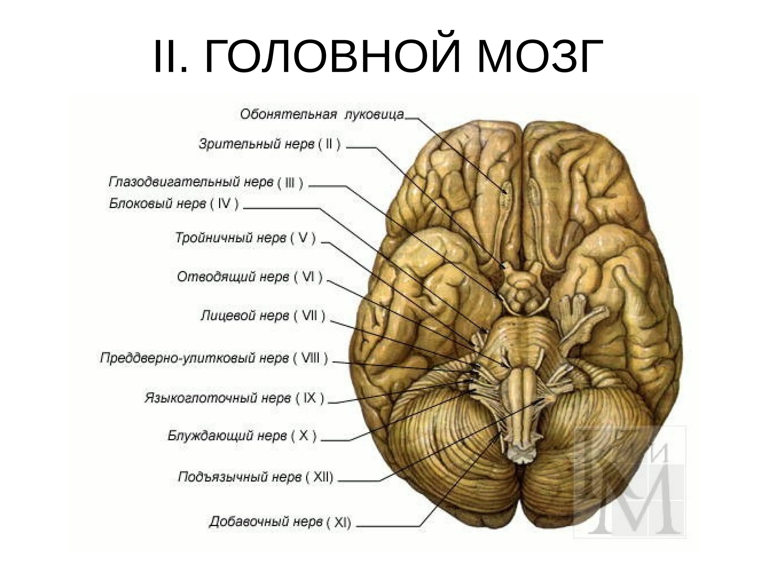 Как называются места выхода. 12 ЧМН анатомия. Черепно мозговые нервы анатомия. Черепно мозговые нервы 1 пара обонятельный нерв. Расположение черепно-мозговых нервовнерво.