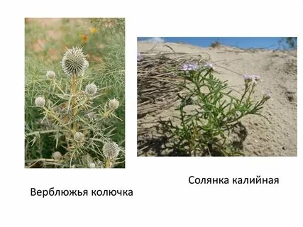 Верблюжья колючка прилагательное