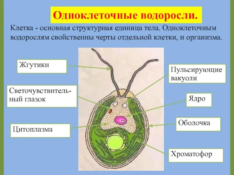 Клетки водорослей образованы