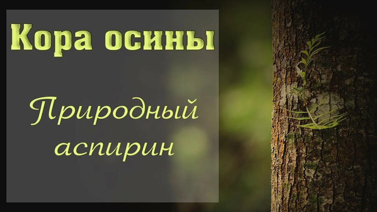 Простата осина. Настойка осиновой коры. Настойка осины. Настойка коры осины.