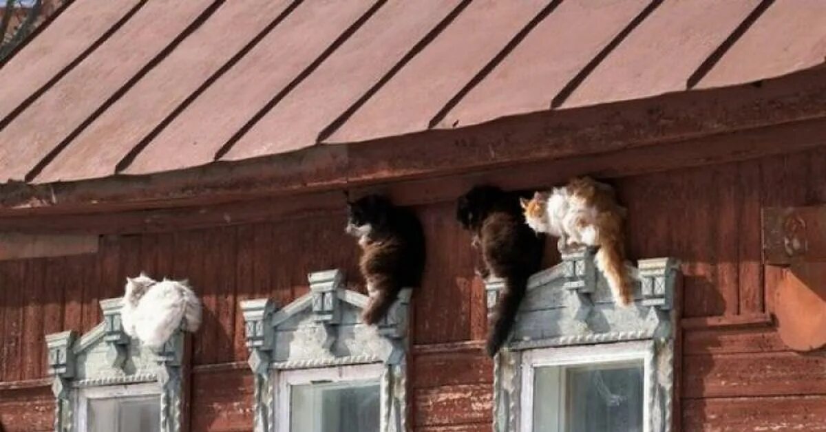 Кот в деревне. Деревенский и городской кот. Деревенский кот на заборе зимой. Кот на заборе в деревне.