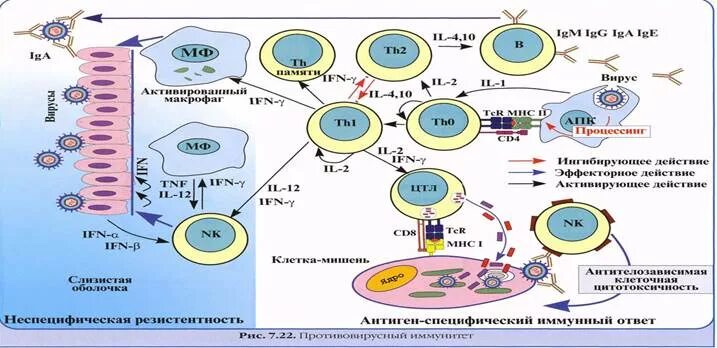 Схема противовирусного иммунного ответа. Механизмы противовирусного иммунитета схема. Схема иммунного ответа иммунология. Противовирусный иммунный ответ иммунология. Иммунный ответ при инфекциях
