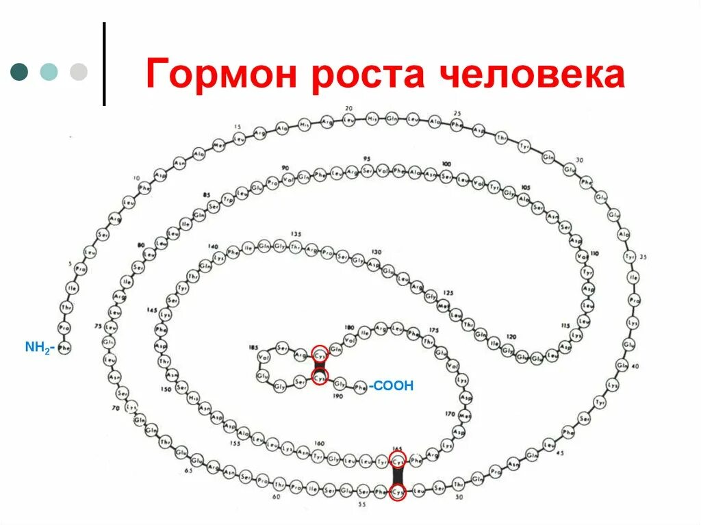 Соматотропин человека. Соматотропин строение молекулы. Соматотропин молекула. СТП (соматотропный гормон). Соматотропин гормон рисунок.