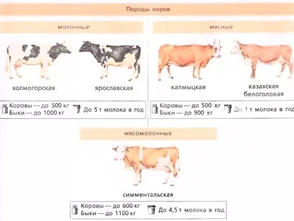 Можно ли считать крупный рогатый скот промежуточным. Породы КРС рис 214. Породы крупного рогатого скота таблица. Таблица классификация пород КРС. Крупный рогатый скот биология 7 класс.