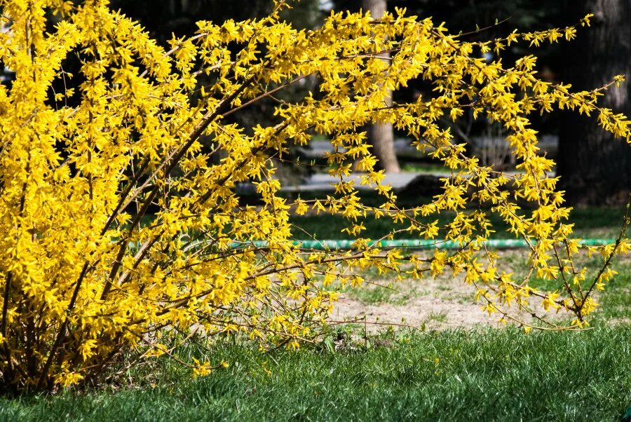 Ранний желтый кустарник фото. Форзиция пониклая. Форзиция Голдрауш. Форзиция (форсайтия).