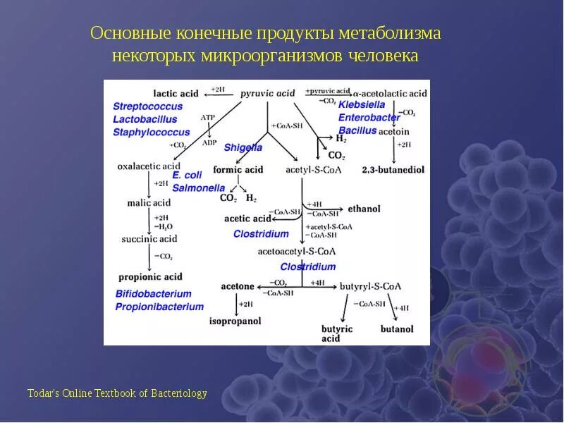 Основной конечный продукт азотистого обмена. Конечные продукты обмена веществ. Основные конечные продукты обмена веществ:. Конечными продуктами метаболизма являются:. Основные конечные продукты обмена веществ у человека.