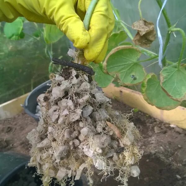 Обеззараживатель почвы. Как черенкуются клематисы. Пересаживание комнатных растений. Полив субстрата. Полив субстрата.