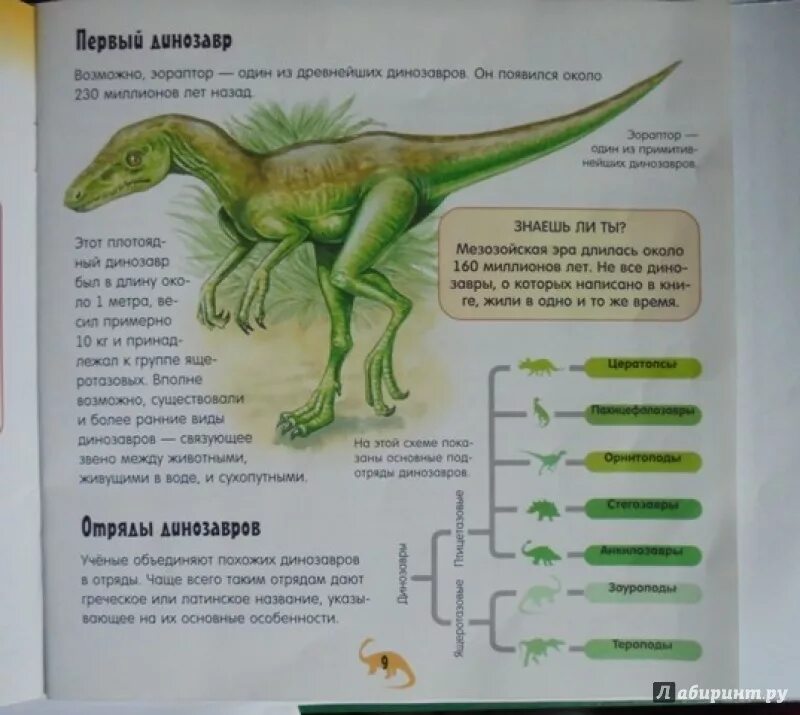 Опиши динозавра. Характеристики динозавров. Описать динозавра. Динозавры и их описание. Динозавры описание для детей.