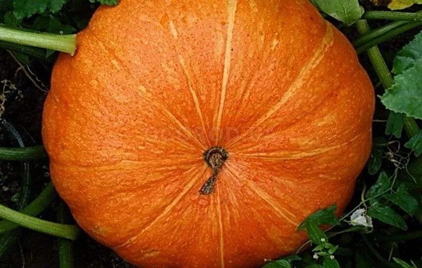 Тыква крупноплодная бамбино. Тыква красный этамп. Лицо тыквы. Плоская тыква 8 букв. Тыква (плод).