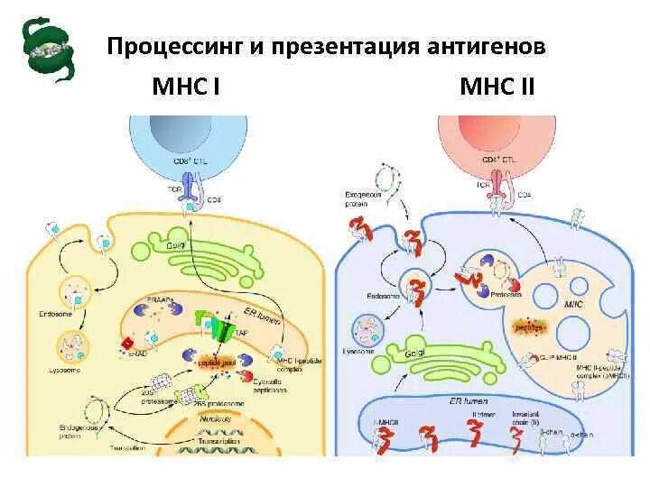 Экзогенные антигены. Процессинг антигена иммунология. Процессинг антигена и МНС. Процессинг молекулы MHC 2. Процессинг экзогенных антигенов схема.