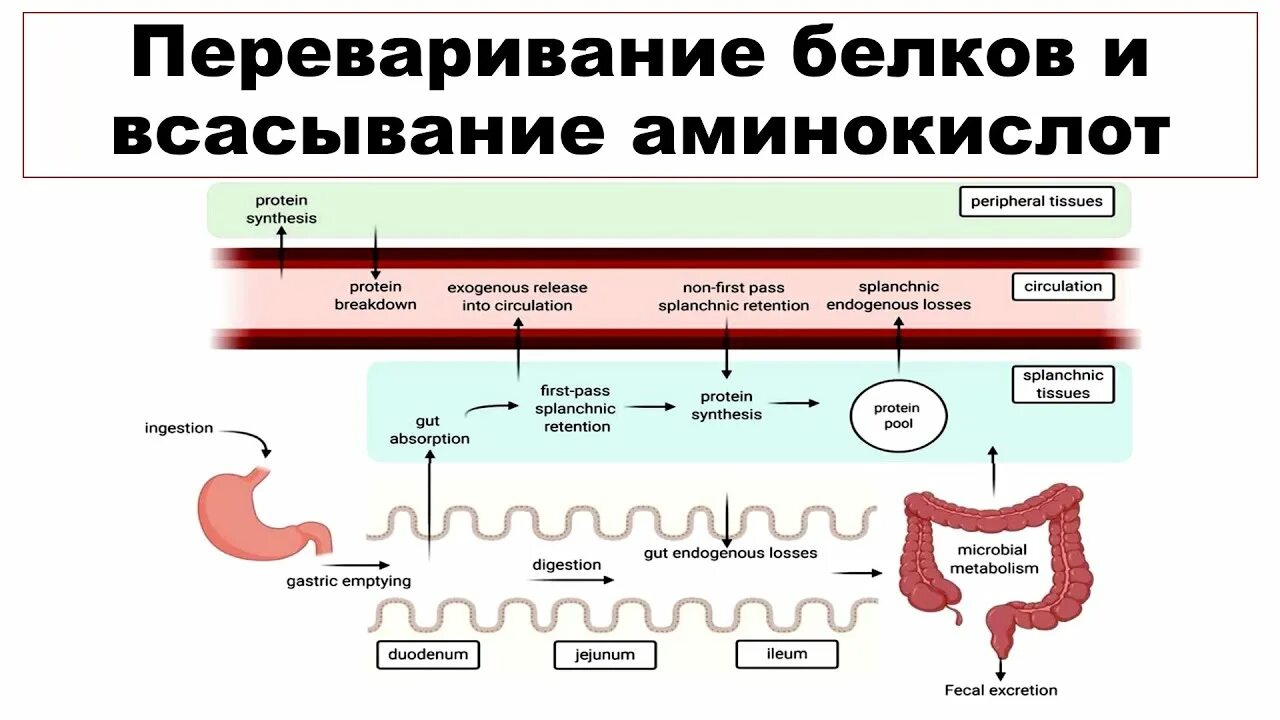 Переваривание растительных белков. Переваривание и всасывание белков. Переваривание белков и всасывание аминокислот. Переваривание и всасывание белков биохимия. Всасывание белков биохимия.