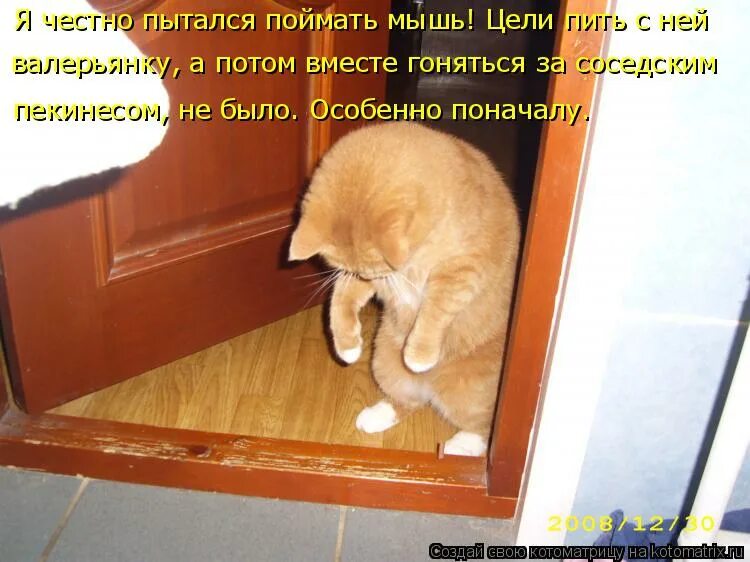 Кот пришел домой. Хозяин пришел. Котики приколы с надписями. Смешные картинки с котиками и надписями.