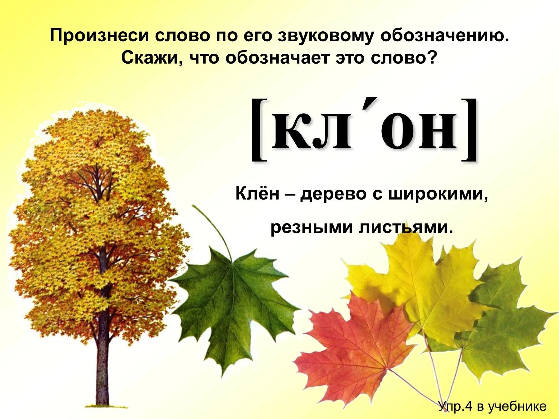 Клен по слогам. Клен транскрипция. Звуковой анализ слова клен. Клен в учебнике. Предложение про клен.