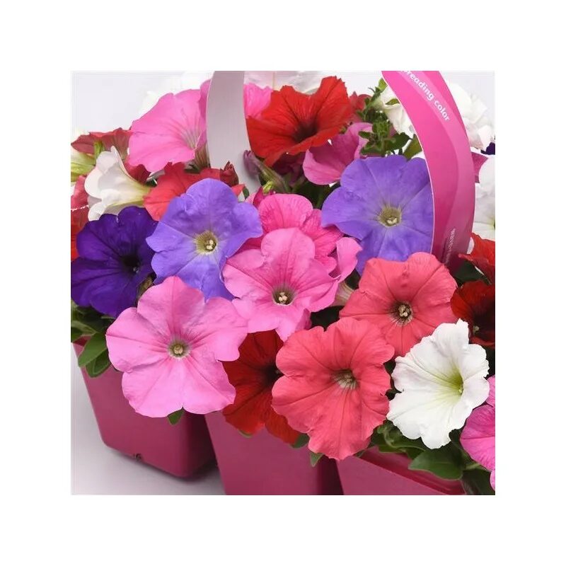 Формула петуньи. Петуния экзотик тулуз. Петуния строение цветка. Семена каприс петунии. Петуния orchid frost.