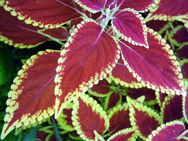 Как называется цветок бордовый лист. Колеус Блюме Бент. Колеус Ренельта. Колеус Блюме золотой. Колеус форсколии.