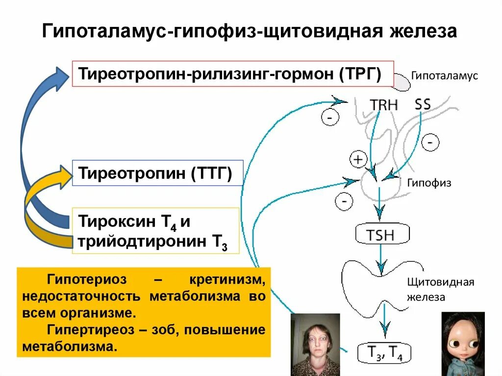 Гормоны щитовидной железы функции регуляция. Взаимосвязь гормонов щитовидной железы. Гипоталамус гипофиз щитовидная железа схема. Гипоталамо-гипофизарная система тиреотропин.