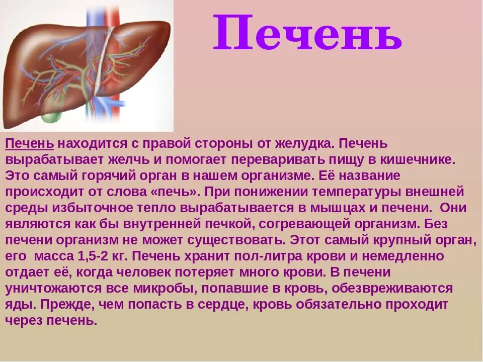 Печень орган в организме. Сообщение о печени. Рассказ про печень. Орган человека печень доклад. Доклад про печень.