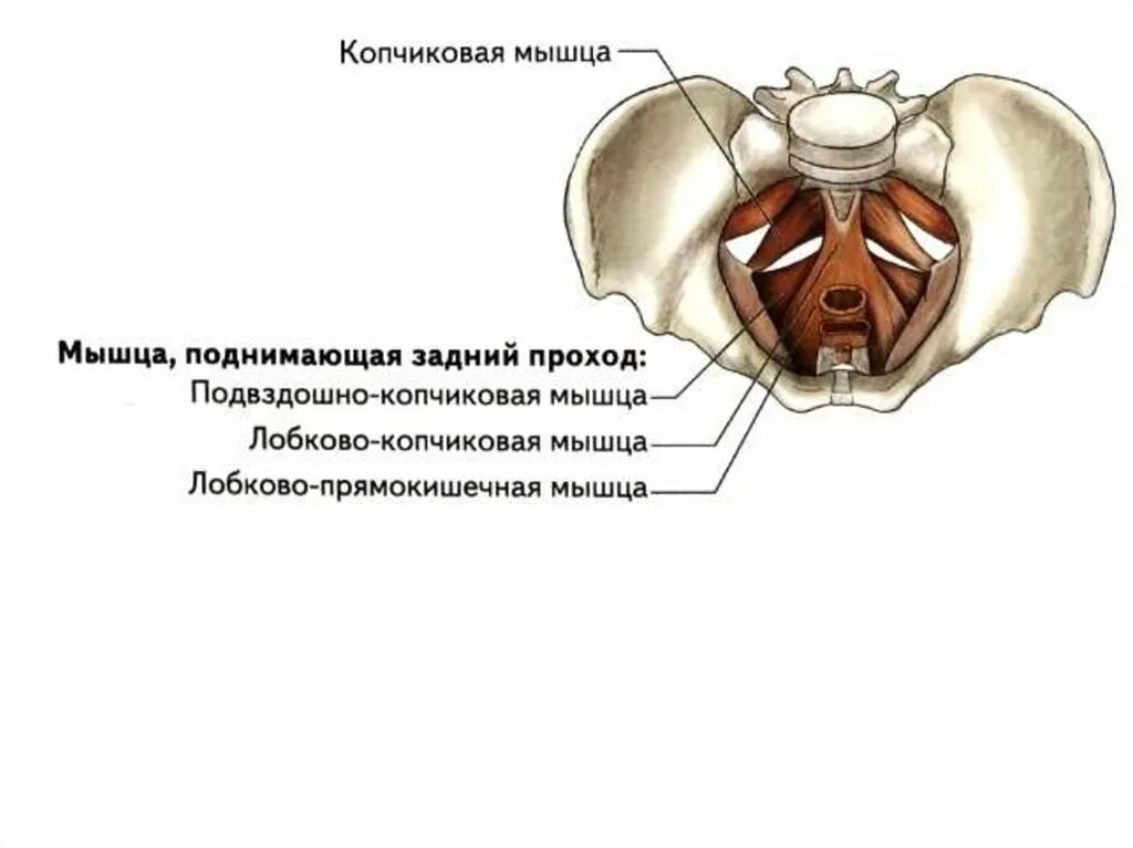 Мышцы тазового дна структура. Диафрагма малого таза анатомия. Мышцы дна малого таза анатомия. Лобково копчиковая мышца анатомия. Лк мышца