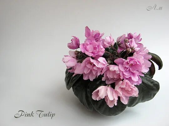 Фиалка pink tulip. Фиалка хантерс виксен хантер. Hunter's bella фиалка. Фиалки полумини сорта. Сенполии японской селекции.
