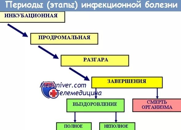 Стадии развития инфекционной болезни. Периоды течения инфекционных заболеваний схема. Периоды инфекционных болезней схема. Схема периоды развития инфекционных заболеваний. Последовательность развития инфекционного заболевания