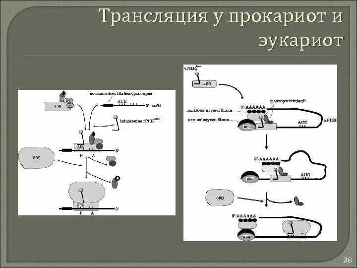 Инициация трансляции у эукариот. Механизм трансляции эукариот. трансляция у эукариот. регуляция трансляции у прокариот.