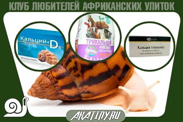 Кальций для улитки ахатины. Кальций смесь для улиток ахатин. Питание ахатины. Скорлупа для улиток. Еда для улиток с кальцием.