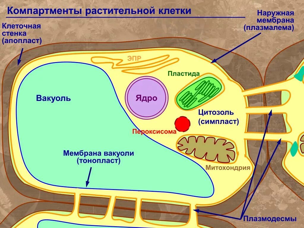 Клетка растения стенка клетки пластиды вакуоли. Тонопласт растительной клетки. Плазмалемма и тонопласт. Вакуоль тонопласт. Вакуоль деление клеток