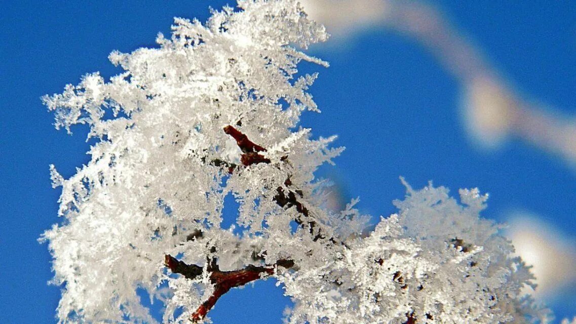 Осыпается иней. Изморозь в природе. Хрустальная красота зимы картинки. Осыпается иней. Хрустальная зима фото.