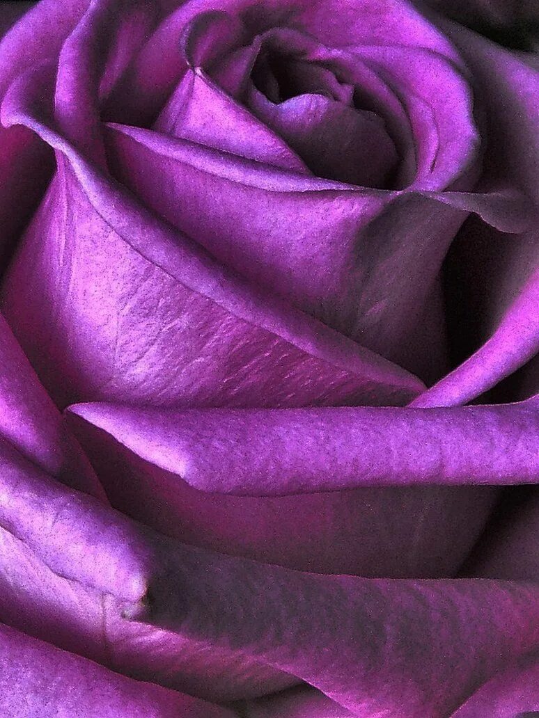 Фиолетовые глаза. Фиолетовые глаза эстетика. Темно лавандовый. Фиолетовые цветы макро. Фиолетовый близко.