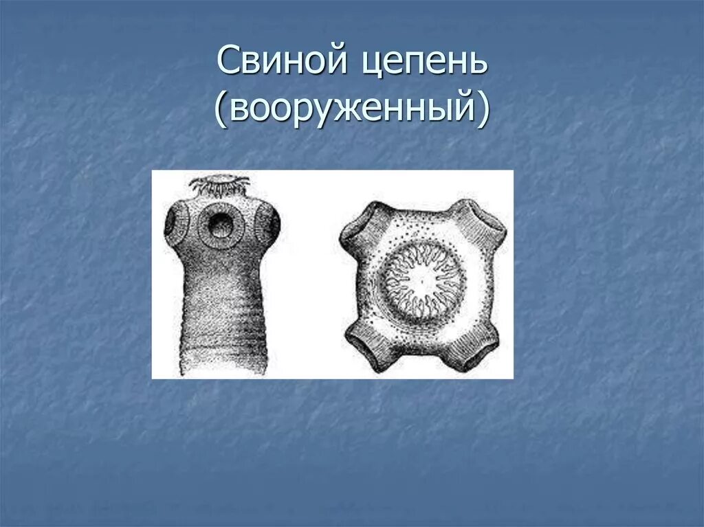 Приспособление свиного цепня