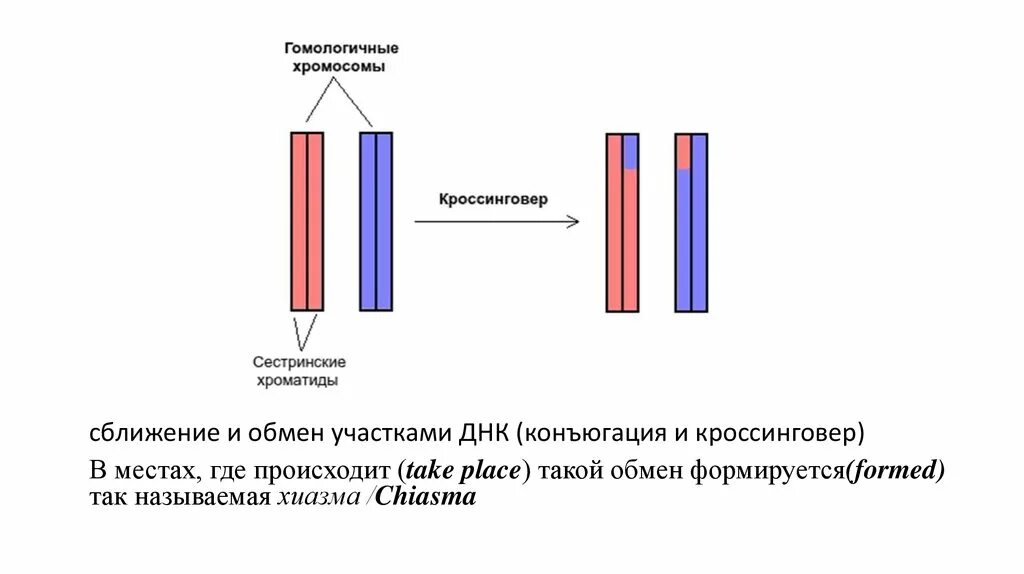 Конъюгация гомологичных хромосом в мейозе 1. Схема перекреста хромосом. Кроссинговер генетический эффект кроссинговера. Конъюгация и кроссинговер. Кроссинговер при сцепленном наследовании.