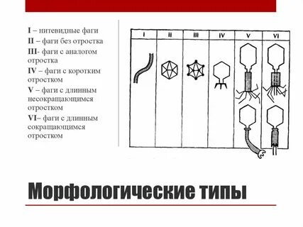 Бактериофаг группа