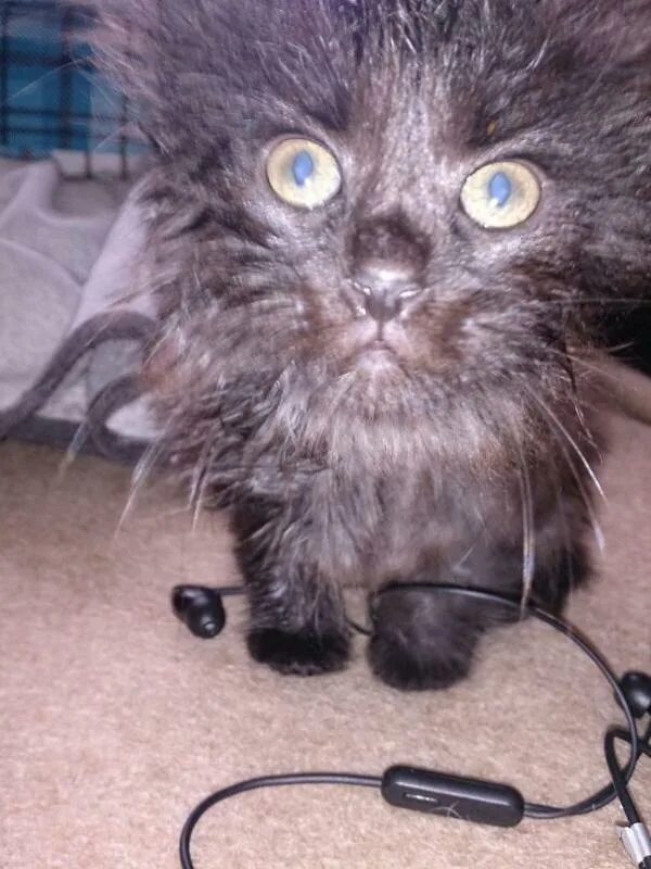 страшные коты картинки