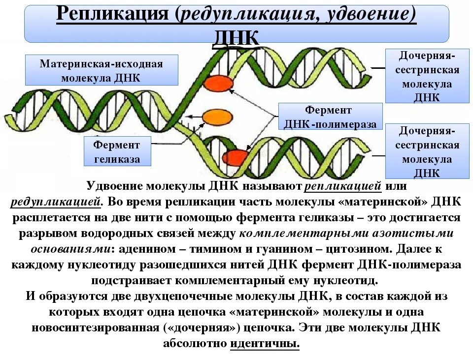 Ферменты редупликации ДНК. ДНК полимераза репликация ДНК. Репликация удвоение ДНК фаза. Репликация ДНК схематично. Изменения происходящие в генах это