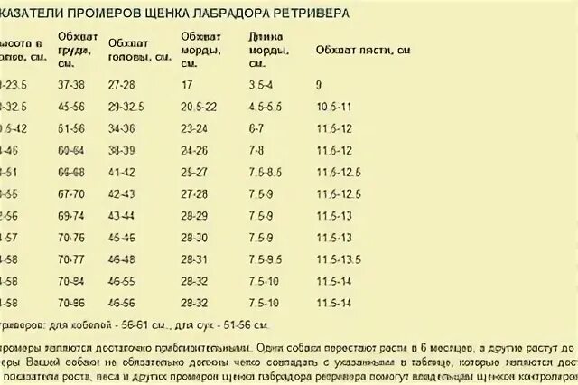 Сколько весит взрослый лабрадор. Норма корма для щенка лабрадора 2.5 месяцев. Щенок лабрадора 2 месяца рост. Вес щенка лабрадора в 2 месяца. Вес лабрадора в 5 месяцев.