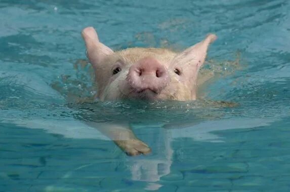 #VacationGoals @theswimmingpigs @exumawatersports Cute little animals, Animals, 