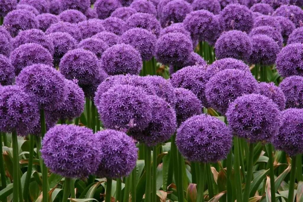 Аллиум афлатунский (purple sensation). Аллиум неаполитанский. Аллиум миллениум -. Аллиум "purple sensation" (allium "purple sensation"). Аллиум глоубмастер.