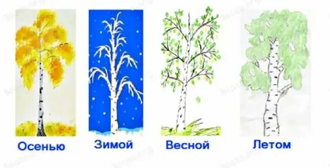 Осенью береза окружающий мир 2