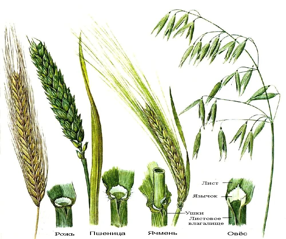 Овес схема. Злаковые рожь овес пшеница. Пшеница рожь ячмень колоски. Отличия в Колосе пшеницы ржи ячменя.