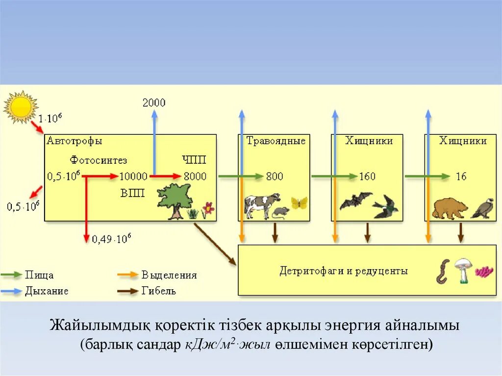 Схема передачи энергии в пищевых цепях Передача вещества
