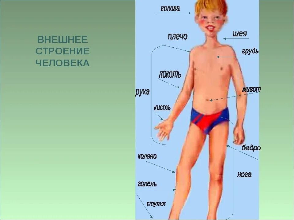 Части тела человека окружающий мир 4 класс. Строение человека внешние части тела. Наружное строение человека. Внешнее и внутреннее строение человека. Анатомия человека внешнее строение.