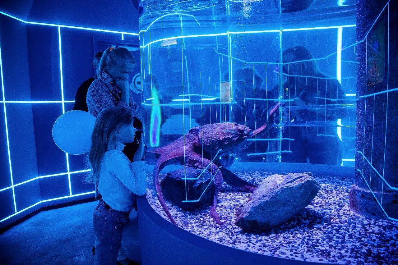 дельфиния выставка морских рыб новосибирск. домашние рыбки в аквариуме телескоп. новосибирский центр океанографии и морской биологии «дельфиния». зоопарк новосибирск океанариум. океанариум дельфиния новосибирск.