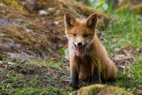 Милы в природе